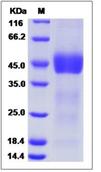 SDS-PAGE - Recombinant Mouse FSTL1/FRP protein (His tag) (AB276986), expandable thumbnail