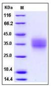 SDS-PAGE - Recombinant Mouse FZD1 protein (His tag) (AB276766), expandable thumbnail
