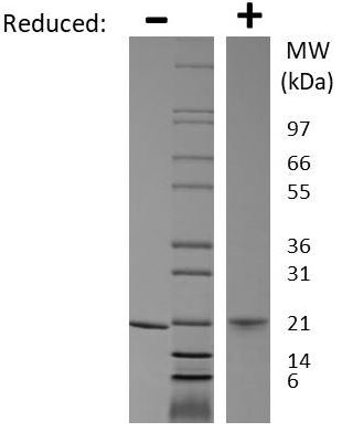 Recombinant mouse G-CSF protein (Active)