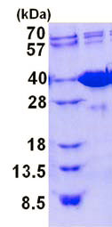 SDS-PAGE - Recombinant Mouse GAL4 protein (AB136705)