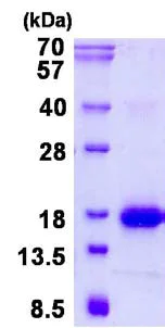 SDS-PAGE - Recombinant Mouse Galectin 1 protein (His tag N-Terminus) (AB134630)