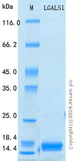 SDS-PAGE - Recombinant Mouse Galectin-1 Protein Standard (His tag) (AB316548)