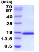 SDS-PAGE - Recombinant mouse Galectin 2 protein (Active) (AB211311)