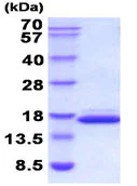 SDS-PAGE - Recombinant mouse Galectin 2 protein (Active) (AB211311)