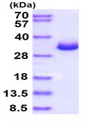 Recombinant Mouse Galectin 3 protein