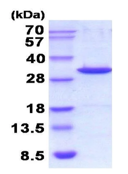 SDS-PAGE - Recombinant mouse Galectin 3 protein (Active) (His tag N-Terminus) (AB224635)