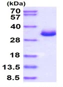 SDS-PAGE - Recombinant Mouse Galectin 3 protein (His tag N-Terminus) (AB137144)