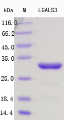 Recombinant Mouse Galectin 3 Protein Standard (His tag)