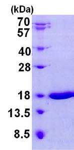 SDS-PAGE - Recombinant Mouse Galectin 7 protein (AB134633)