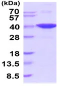 SDS-PAGE - Recombinant mouse GAPDH protein (Active) (AB222428)
