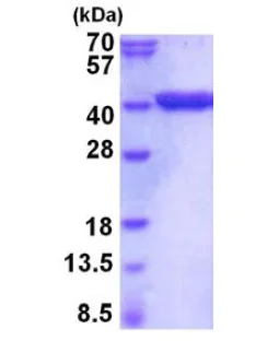 SDS-PAGE - Recombinant Mouse GAPDH protein (AB202148)
