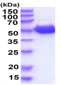 SDS-PAGE - Recombinant mouse GDA protein (Active) (AB227412)