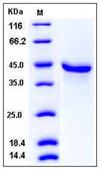SDS-PAGE - Recombinant Mouse GDF10 protein (Fc Chimera) (AB276781), expandable thumbnail