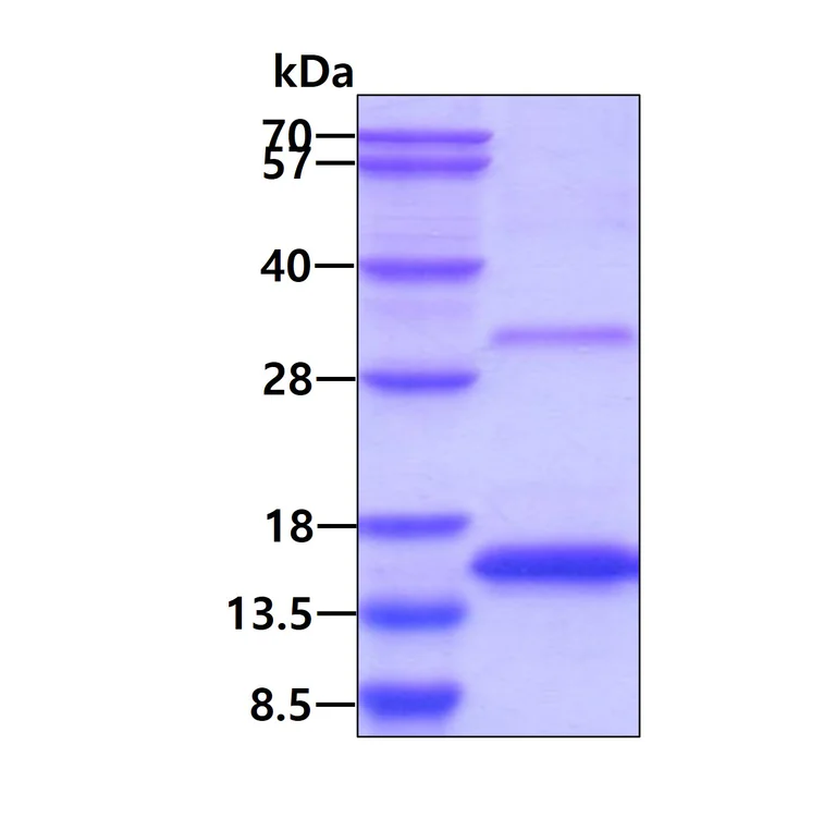 SDS-PAGE - Recombinant Mouse GDF15 protein (denatured) (AB202199)