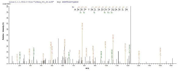 Mass Spectrometry - Recombinant Mouse GFAP protein (His tag) (AB226309)