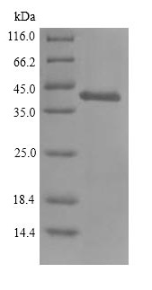 SDS-PAGE - Recombinant Mouse Glutaminyl cyclase protein (His tag) (AB226282), expandable thumbnail
