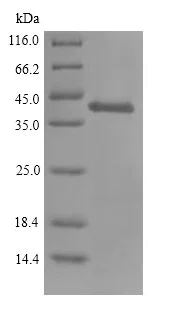 SDS-PAGE - Recombinant Mouse Glutaminyl cyclase protein (His tag) (AB226282)