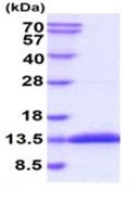 SDS-PAGE - Recombinant Mouse Glutaredoxin 1 protein (His tag) (AB227407), expandable thumbnail