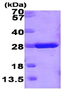 SDS-PAGE - Recombinant Mouse Glutathione S Transferase mu protein (Tag Free) (AB86775)