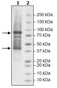 SDS-PAGE - Recombinant Mouse Glycogenin 1 + GYS1 protein (Strep tag C-Terminus, His tag N-Terminus) (AB271531)