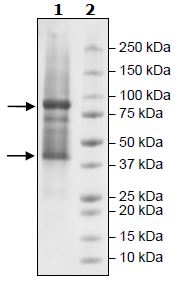 SDS-PAGE - Recombinant Mouse Glycogenin 1 + GYS1 protein (Tagged) (AB271531)