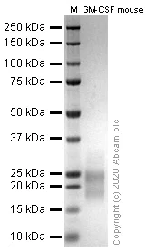 SDS-PAGE - Recombinant mouse GM-CSF protein (Active) (AB259385)