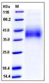 SDS-PAGE - Recombinant Mouse Growth hormone receptor protein (Fc Chimera His Tag) (AB276753)