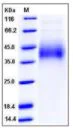 SDS-PAGE - Recombinant mouse Growth hormone receptor protein (His tag) (AB276754)
