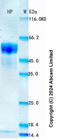 SDS-PAGE - Recombinant Mouse Haptoglobin Protein Standard (His tag) (AB322095)