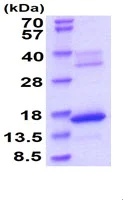 SDS-PAGE - Recombinant Mouse Hemoglobin subunit zeta protein (His tag) (AB229362)