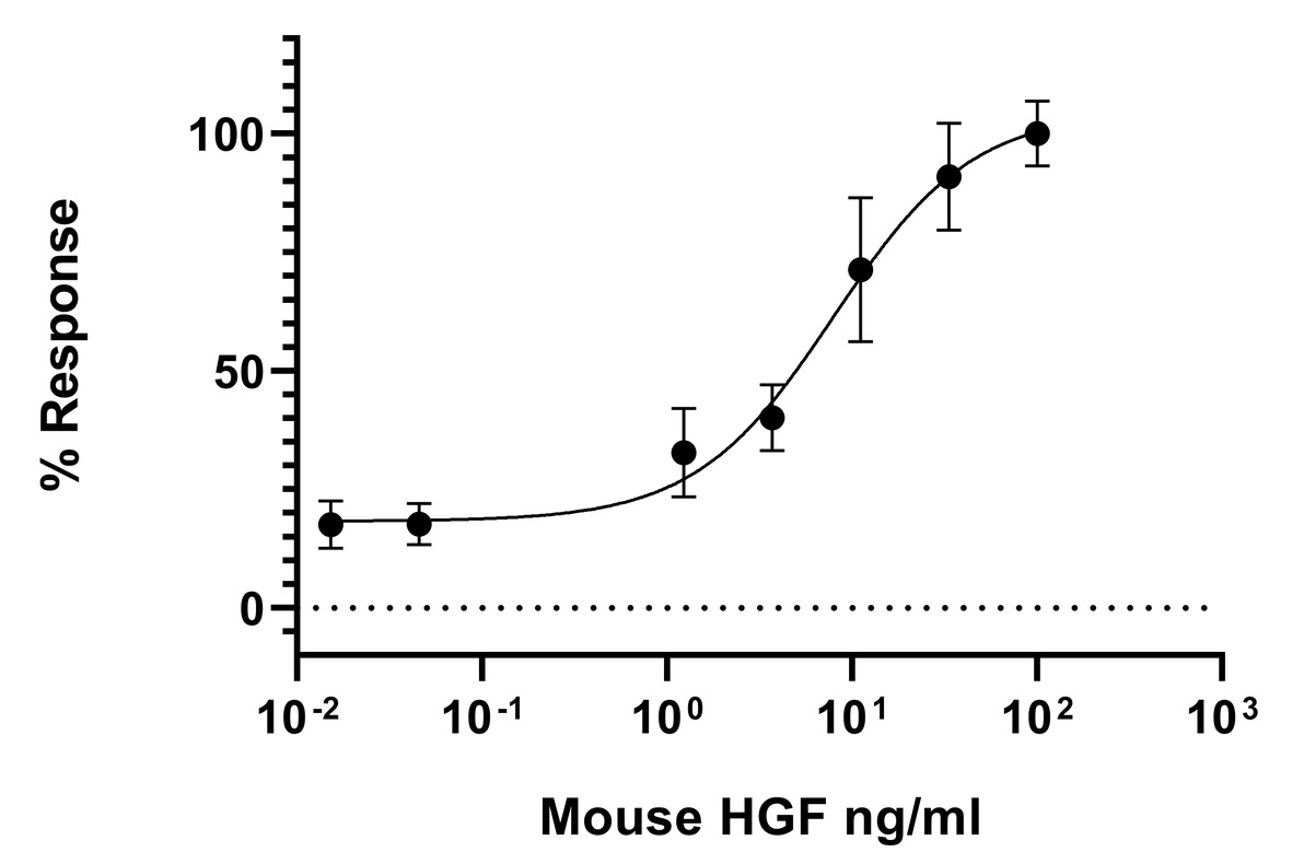 Recombinant mouse HGF protein (Active)