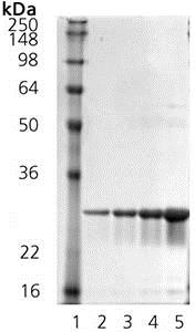 Recombinant Mouse Hsp27 protein