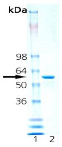 SDS-PAGE - Recombinant mouse Hsp60 protein (AB92364)