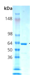 SDS-PAGE - Recombinant mouse Hsp70 protein (AB113187)