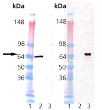 Western blot - Recombinant mouse Hsp70 protein (AB113187)