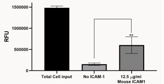 Functional Studies - Recombinant mouse ICAM1 protein (Active) (AB277758)