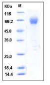 SDS-PAGE - Recombinant Mouse ICAM2 protein (Fc Chimera) (AB276890)