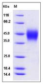 SDS-PAGE - Recombinant mouse IFNGR1 protein (His tag) (AB276908), expandable thumbnail