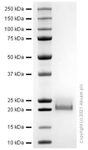 SDS-PAGE - Recombinant mouse IGF1 protein (Active) (AB280348), expandable thumbnail