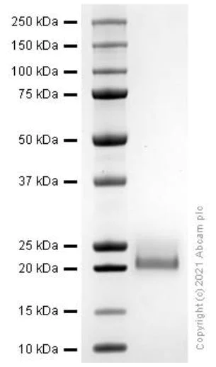 SDS-PAGE - Recombinant mouse IGF1 protein (Active) (AB280348)