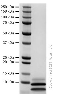 Recombinant Mouse IGF2 Protein