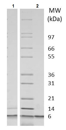 Recombinant mouse IGF2 protein (Active)