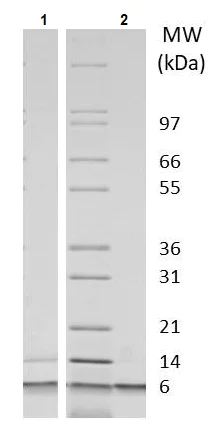 SDS-PAGE - Recombinant mouse IGF2 protein (Active) (AB233678)