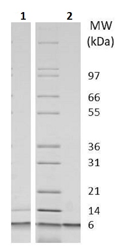 Recombinant mouse IGF2 protein (Animal Free)