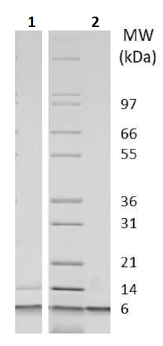 SDS-PAGE - Recombinant mouse IGF2 protein (Animal Free) (AB233634)