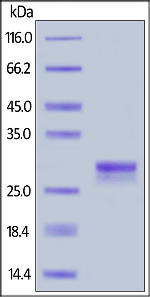 SDS-PAGE - Recombinant Mouse IgG1 protein (AB180055)