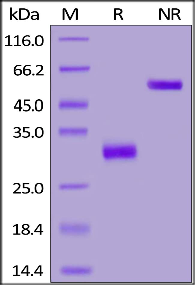 SDS-PAGE - Recombinant Mouse IgG2a protein (Fc fragment) (AB179982)