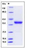 SDS-PAGE - Recombinant Mouse IgG2b protein (AB276976)