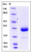 SDS-PAGE - Recombinant Mouse IgG3 protein (AB276977)