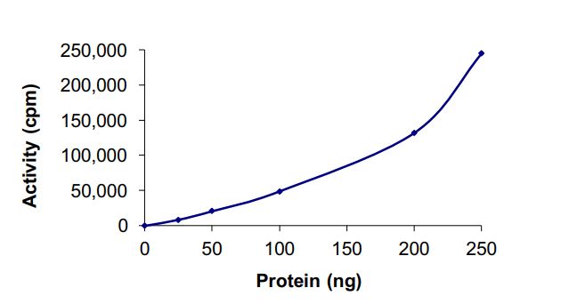 Functional Studies - Recombinant mouse IKK beta protein (Active) (AB268658), expandable thumbnail